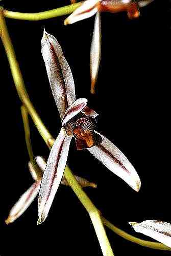 Cymbidium dayanum